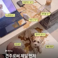 견주로서 제일 먼저 해야 할 일은?