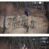 대전 오월드 늑대들 평소 모습