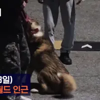 대전오월드 탈출한 늑구 찾으러 나온 암컷 늑대