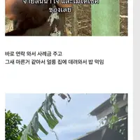 고양이를 잃어버렸는데 찾긴 찾았음 근데