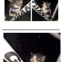 냥줍 해서 데리고 가는 길