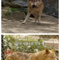 뭔가 이상한 청주동물원 늑대 이름