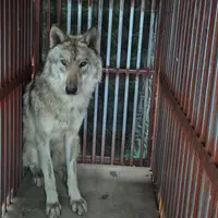 격리된 늑구 사진 뜸