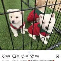 논산딸기축제의 딸기견들