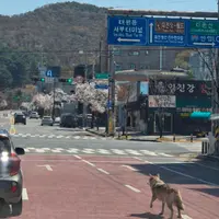 [속보] 대전 오월드서 탈출한 늑대 사정동 사거리서 목격