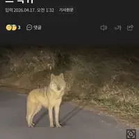 늑구 잡힘