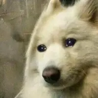 아이브 콘서트에서 아이브 말고 다른 사람을 찍는 관객