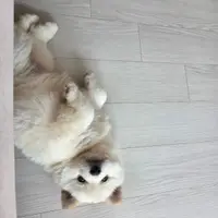 어제 데려온 2.5kg 진도믹스 아가에옹