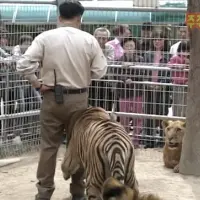 ???: 늑대가 너무 순해서 밥도 우리안에 들어가서 손으로 직접 주고 스킨쉽도 막해 이거 진짜 강아지 아냐?ㅠㅠ