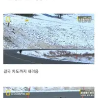 아기늑대 엄청밝혀. 수컷 늑대에게 미인계를 사용하는 이유ㄷㄷㄷ