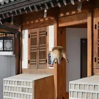 대만 관광객이 북촌에서 찍은 찰나의 순간