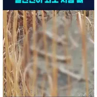 무안공항 시신수습 현황 ㄷㄷ