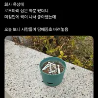 회사 옥상에 화분을 두었더니