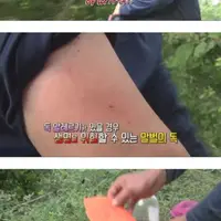 싱글벙글 경력 18년 아재의 말벌 사냥 현장