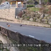 ㅅㄱㅂㄱ 대참사난 고양이 유튜버