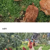 양계장 폐계들 사서 기른 후기