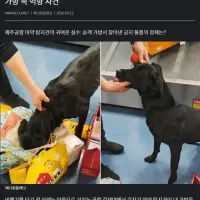 마약탐지견 때문에 뒤집어진 제주공항