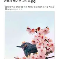 아빠가 찍어준 고도리