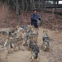 오월드에 사는 늑대들 평소모습
