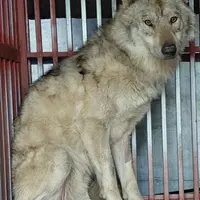 병원 다녀와서 회복 중인 늑구