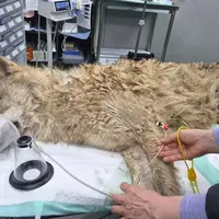 생포한 늑구 건강검진 사진