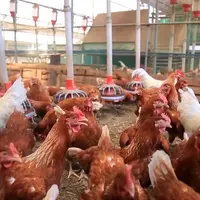 토종닭 백숙집 차리려고 닭 키우는데 닭에 정들어서 방향 튼 부부