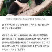 초기 비용만 350억인데 푸바오 다시 한국 오나…광주 유치 논의 본격화